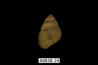 藏品(石田螺)的圖片